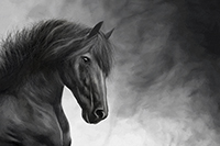 Fresian, Stallion, Art, Print, Horse, Black, Artwork, Equestrian