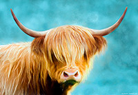 Highland Cow, Scotland, Cows, Shaggy Cow, Art Print