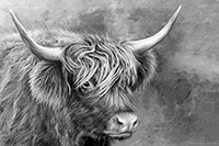 Buttermere Highland Cow, Art Print