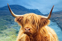 Glencoe Highland Cow Art Print