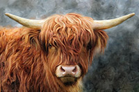 Highland Bull, Scotland, Highland Cow, Cattle, Hamish, Art, Wall Art.