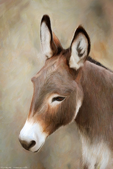 Daisy the Donkey - Wildlife Artwork - Art Prints Daisy the Donkey
