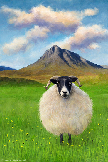 Black Faced Sheep Buachaille Etive Mor ~ Glencoe