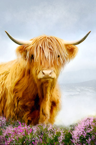 Ella the Highland Cow