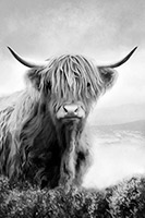 Ella the Highland Cow (mono), Art, Artwork, Painting, Snow, Christmas Gift Artwork, Birthday Gift Artwork