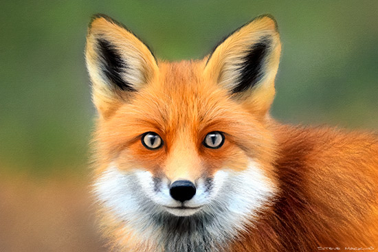 Ullswater Fox