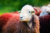 Wasdale Head, Herdwick Sheep, Show, Lake District, Cumbria.