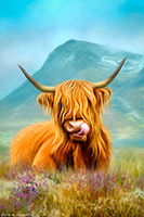 Etive Highland Cow