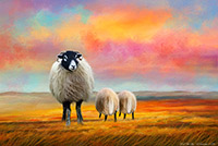 Yorkshire Moors, Swaledale Ewe, Swaledale, Sheep, Pastel Sky, Art, Artwork