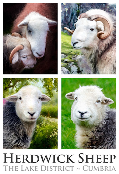 Herdwick Sheep Group Poster 