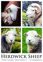 Herdwick Sheep Group Poster, Herdiwck Sheep, Lake District, Cumbria