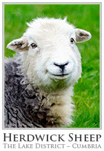 Art Print, Original Artwork, Herdwick Sheep, Lake District, Cumbria