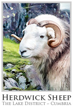 Herdwick Sheep Poster No2, Art Print, Original Artwork, Herdwick Sheep, Lake District, Cumbria