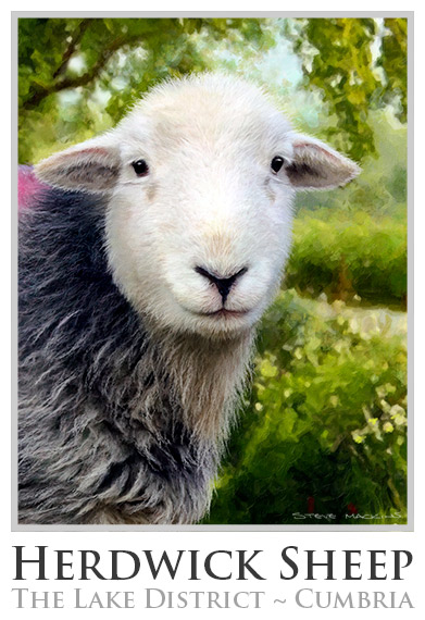 Herdwick Sheep Poster No3 