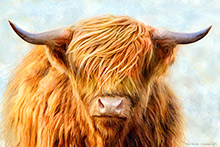 Glencoe Highland Cow III, Coo, Glencoe, Highland Cow, Art Print, Original Artwork, Scotland