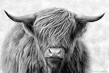 Glencoe Highland Cow III, Glencoe, Highland Cow, Art Print, Original Artwork, Scotland