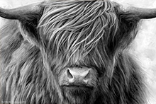 Glencoe Highland Cow (Mono Version) Art Print of Original Artwork, Scotland