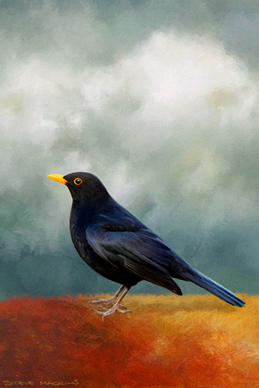 Blackbird II - Bird Art - Art Prints Blackbird II