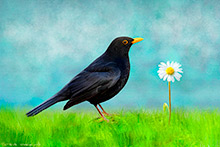 Blackbird III, Bird, British Wildlife, Highly Detailed Artwork