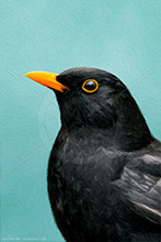 Blackbird IV, Bird, British Wildlife, Highly Detailed Artwork