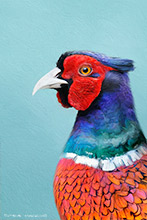 Pheasant, Bird, British Wildlife, Detailed Artwork, High Resolution