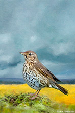 Song Thrush, Bird, British Wildlife, Highly Detailed Artwork