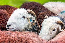 Wasdale Head Show Herdwicks, Herdwick Sheep Poster No3 ~ Art Print ~ Original Artwork Herdwick Sheep, Lake District, Cumbria
