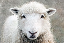 Greyface Dartford Ewe Sheep, Art Print, From Original Artwork, Dartford Sheep, Lake District, Cumbria, Greyface, Whiteface
