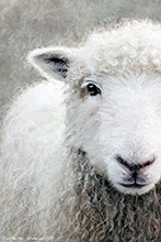 Greyface Dartford Ewe Sheep, Art Print, From Original Artwork, Dartford Sheep, Lake District, Cumbria, Greyface, Whiteface