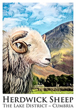 Herdwick Sheep Poster No5, Artwork, Tup, Ram, Great Gable, Herdwick Sheep, Lake District, Cumbria