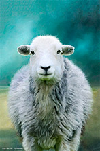 Eskdale, Herdwick Ewe, Mixed Media Artwork, Sheep, Cumbria, Lake District, Herdwick Sheep