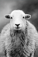 Eskdale Herdwick Ewe, Herdwick Ewe, Mixed Media Artwork, Sheep, Cumbria, Lake District, Herdwick Sheep
