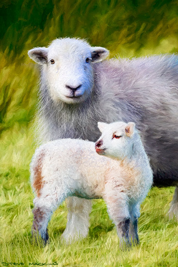 Herdwick Ewe with Lamb