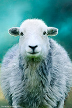 Eskdale Herdwick Ewe (cropped version), Herdwick Ewe, Mixed Media Artwork, Sheep, Cumbria, Lake District, Herdwick Sheep