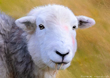 Haweswater, Herdwick, Ewe, Sheep, Lake District, Cumbria