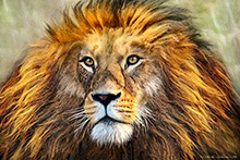 Lion, Africa, Art Print, original, mixed-media, artwork