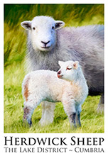 Herdwick Sheep Poster No6, Artwork, Ewe, Lamb, Herdwick Sheep, Lake District, Cumbria