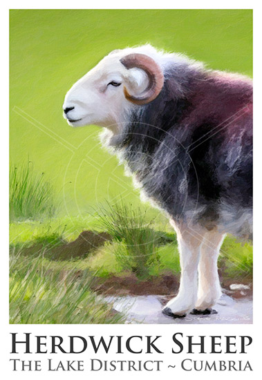 Herdwick Sheep Poster No7 - Herdwick Collectible - Art Prints Herdwick Sheep Poster No7