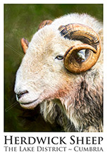 Herdwick Sheep Poster No8, Artwork, Tup, Ram, Great Gable, Herdwick Sheep, Lake District, Cumbria