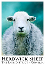 Herdwick Sheep Poster No9, Artwork, Tup, Ram, Great Gable, Herdwick Sheep, Lake District, Cumbria