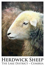 Herdwick Sheep Poster No11, Artwork, Tup, Ram, Great Gable, Herdwick Sheep, Lake District, Cumbria