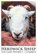 Herdwick Sheep Poster No13, Artwork, Tup, Ram, Great Gable, Herdwick Sheep, Lake District, Cumbria