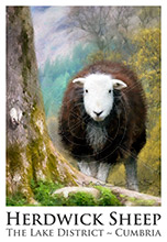 Herdwick Sheep Poster, Artwork, Tup, Ram, Great Gable, Herdwick Sheep, Lake District, Cumbria