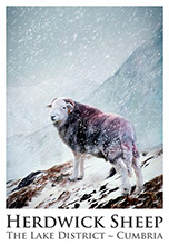 Herdwick Sheep Poster No15, Artwork, Tup, Ram, Great Gable, Herdwick Sheep, Lake District, Cumbria