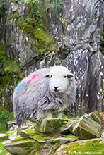 Tilberthwaite Quarry Herdwick Ewe, Artwork, Tup, Ram, Great Gable, Herdwick Sheep, Lake District, Cumbria