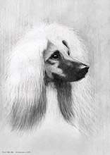 Afghan Dog Sketch | #Wildlife Art Prints #Wildlife Art #Lakeland #Lake District #Lakeland Office Artwork #Lake District Art Pictures #Hotel Wall Art #Hotel Art Prints #Giclee Prints #Lakes Wildlife #Wildlife Animals Art #Wildlife Prints #Lakeland Art Studio #Art Prints #Lion Art Prints #Cat Art Prints #Prints of Oil Pastel Artworks #Wall Art #Framed Art Prints #Minimalist Wall Art #Large Wall Art #Aesthetic Art Prints #Colourful Wall Art #Nature Art Prints #Statement Wall Art #Artistic Prints #Wildlife Art #Lake District Art Pictures #Hotel Art Prints #Cumbrian Artist #Giclee Prints #Box Canvas Art Prints #British Artwork Prints #Wildlife Art Prints #Wildlife Art #Lakeland #Lake District #Lakeland Office Artwork #Lake District Art Pictures #Hotel Wall Art #Hotel Art Prints #Giclee Prints #Lakes Wildlife #Wildlife Animals Art #Wildlife Prints #Lakeland Art Studio #Art Prints #Lion Art Prints #Cat Art Prints #Prints of Oil Pastel Artworks #Wall Art #Framed Art Prints #Minimalist Wall Art #Large Wall Art #Aesthetic Art Prints #Colourful Wall Art #Nature Art Prints #Statement Wall Art #Artistic Prints #Wildlife Art #Lake District Art Pictures #Hotel Art Prints #Cumbrian Artist #Giclee Prints #Box Canvas Art Prints #British Artwork Prints