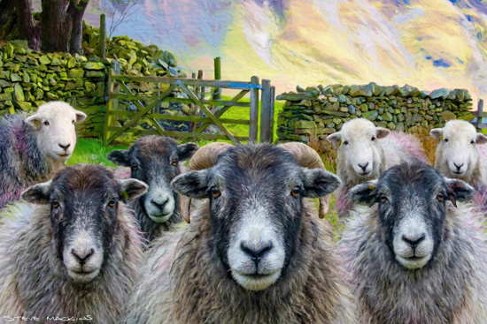 Lake District Sheep Meeting - Herdwick Sheep Art - Art Prints Lake District Sheep Meeting