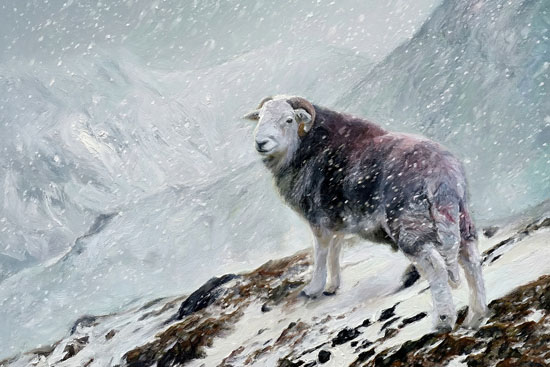 Herdwick Sheep - Herdwick Sheep Art - Art Prints Herdwick Sheep