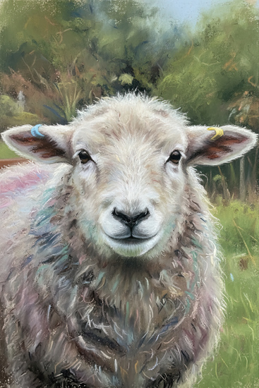 Herdwick Sheep - Herdwick Sheep Art - Art Prints Herdwick Sheep