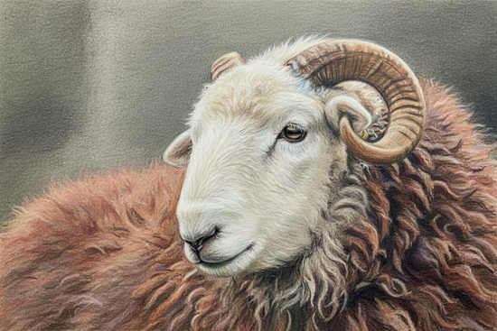 Herdwick Sheep - Herdwick Sheep Art - Art Prints Herdwick Sheep
